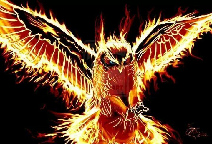 phoenix owl phoenix owl