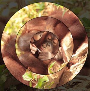 spinner pics 