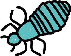 decorative photo of a head louse 